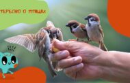 Экологический час  «Интересно о птицах»